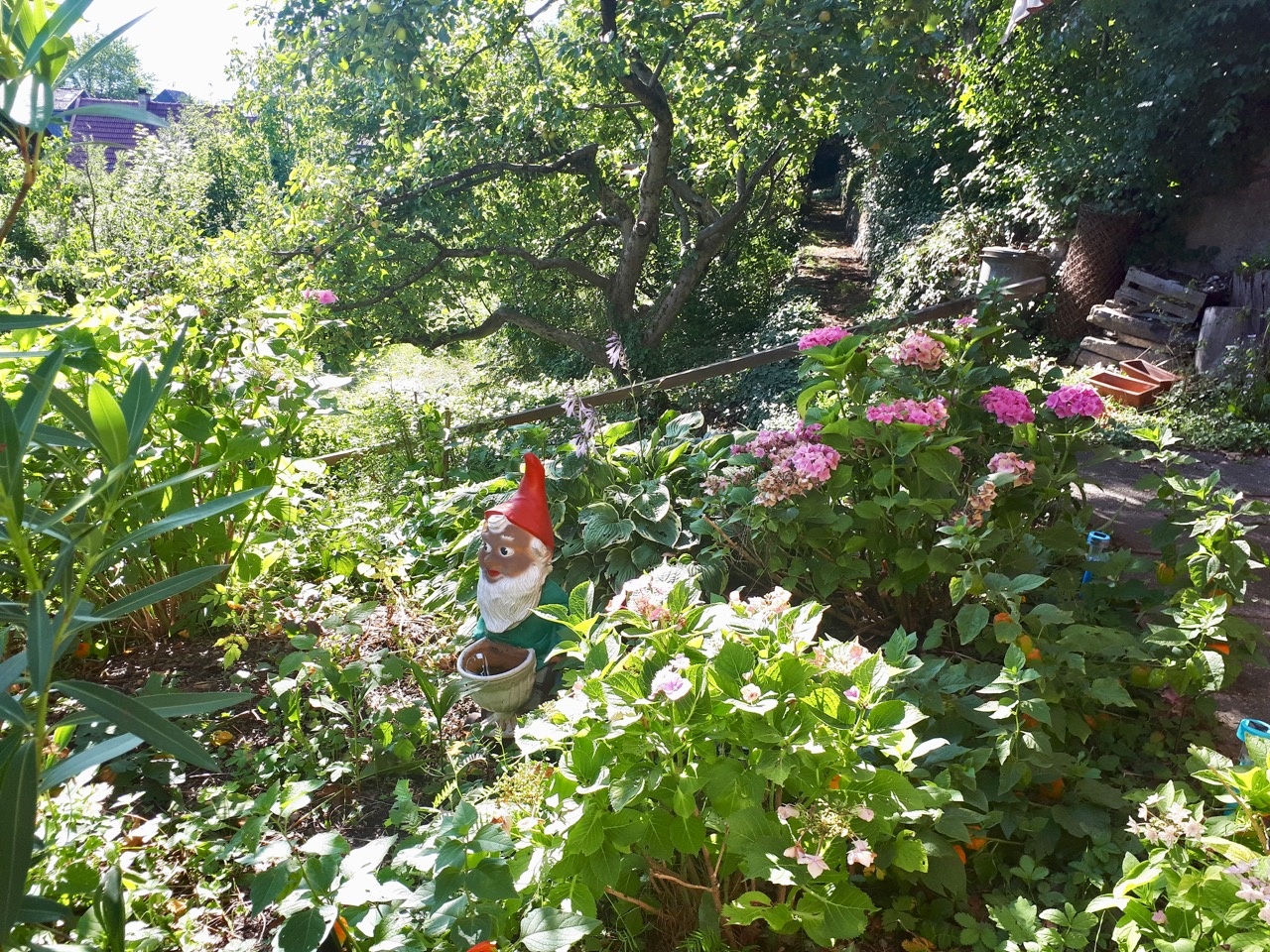 Summertime in the garden