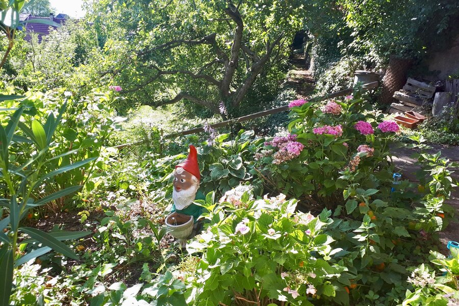 Summertime in the garden