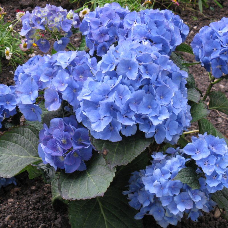 © Claudia Scherling