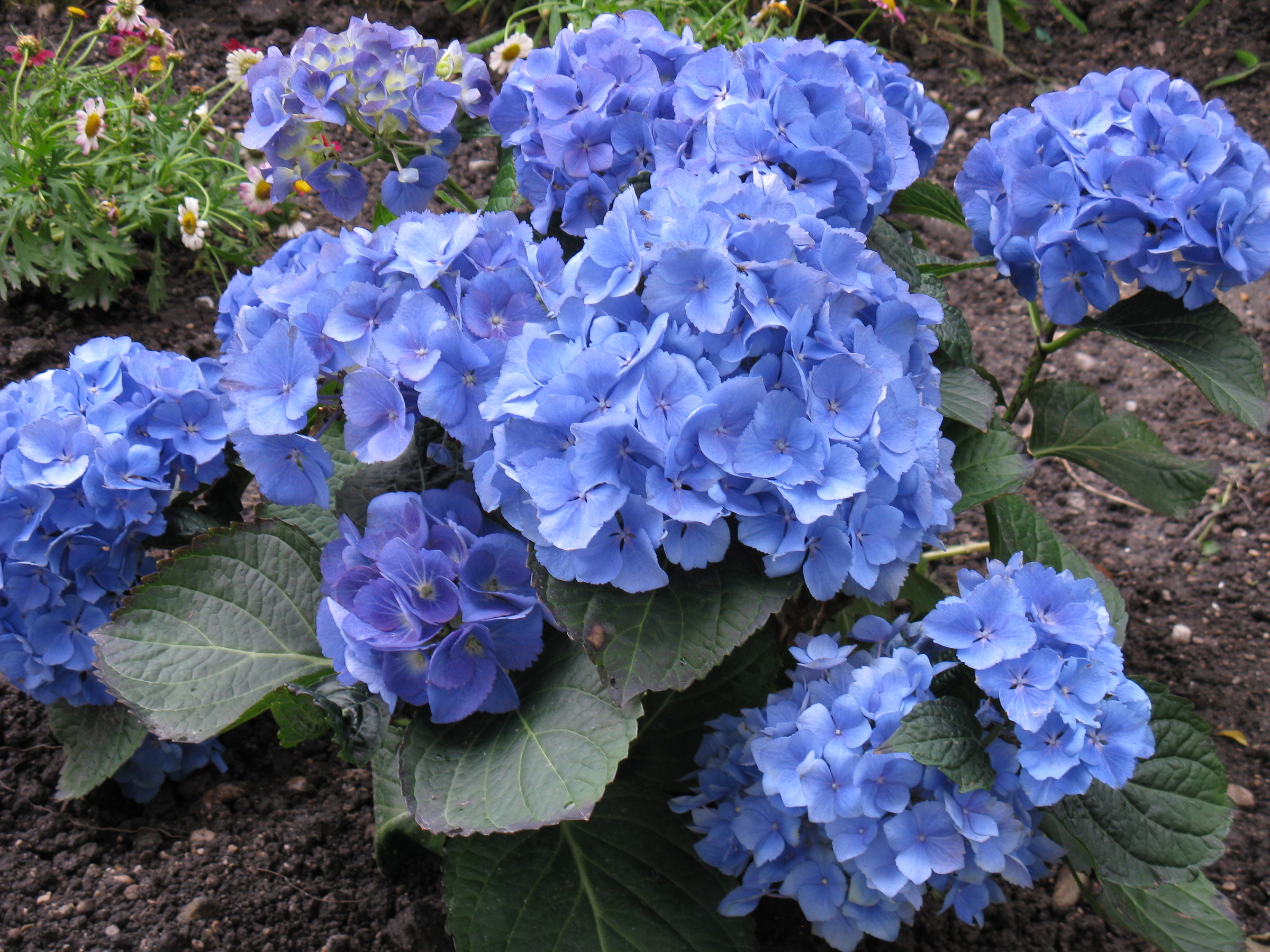 © Claudia Scherling