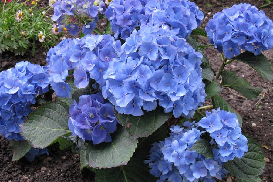 © Claudia Scherling