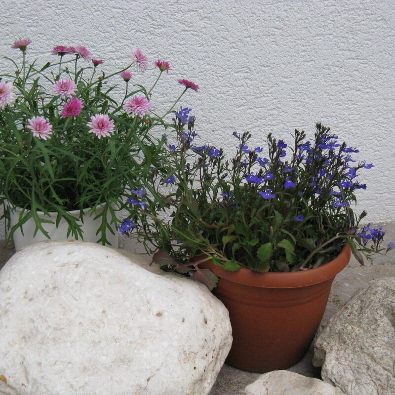 © Claudia Scherling