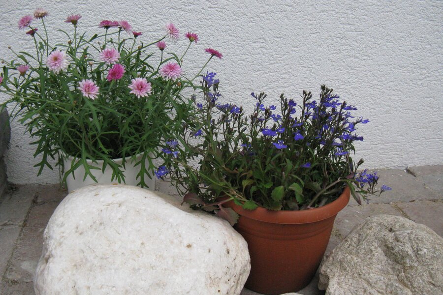 © Claudia Scherling