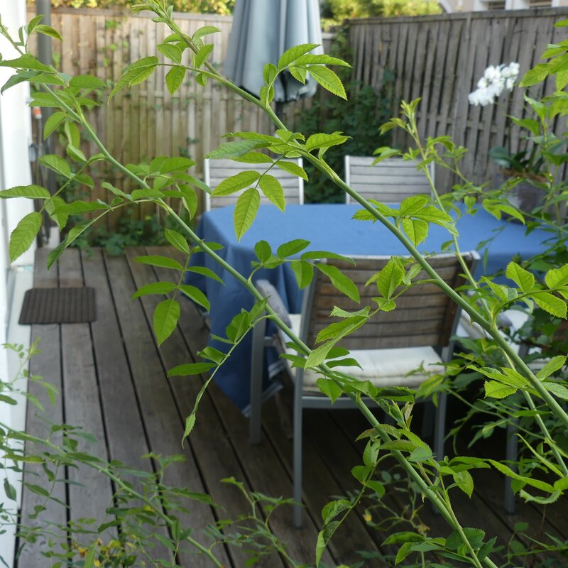 © Claudia Scherling