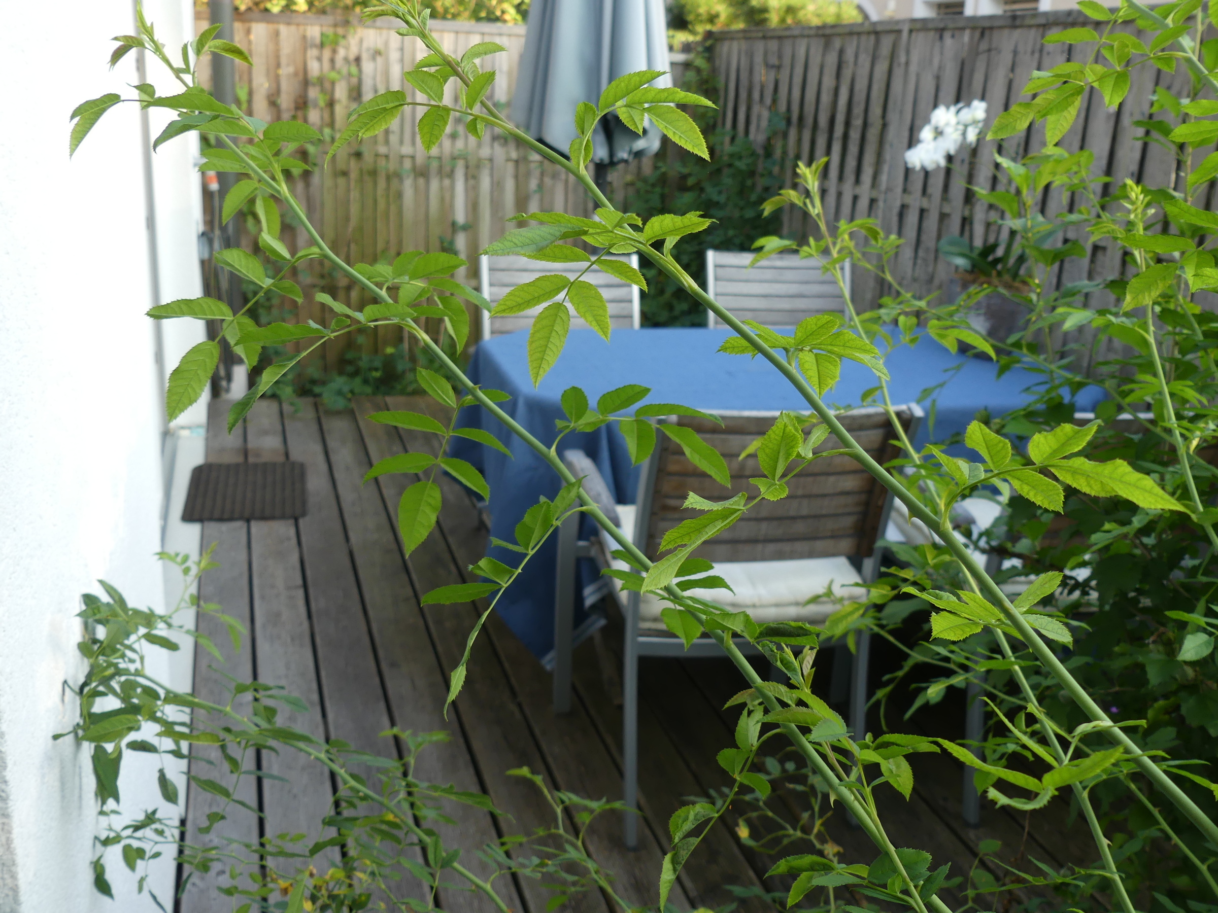 © Claudia Scherling