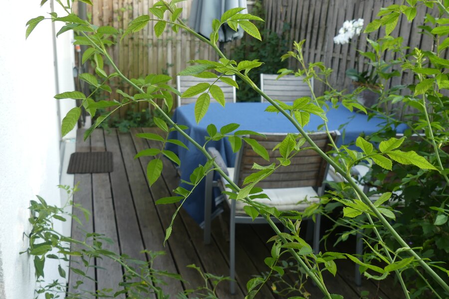 © Claudia Scherling